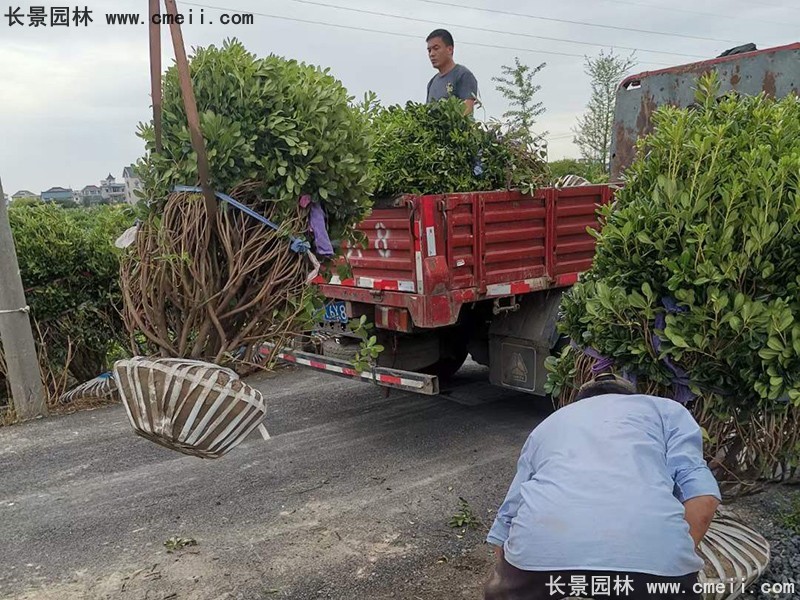 海桐球苗圃批發(fā)種植基地長景園林