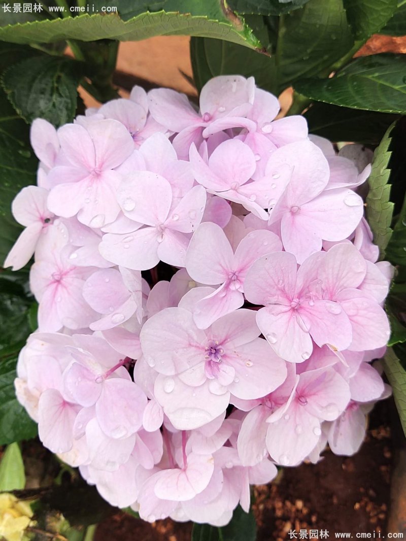 繡球花八仙花圖片基地實拍