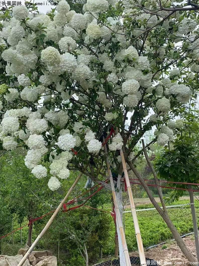 中華木繡球基地實拍圖片