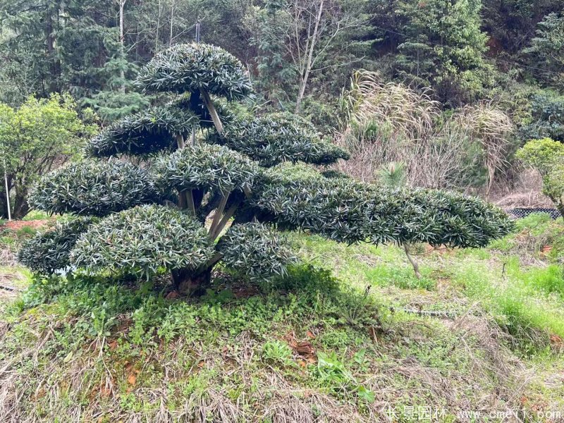 造型羅漢松