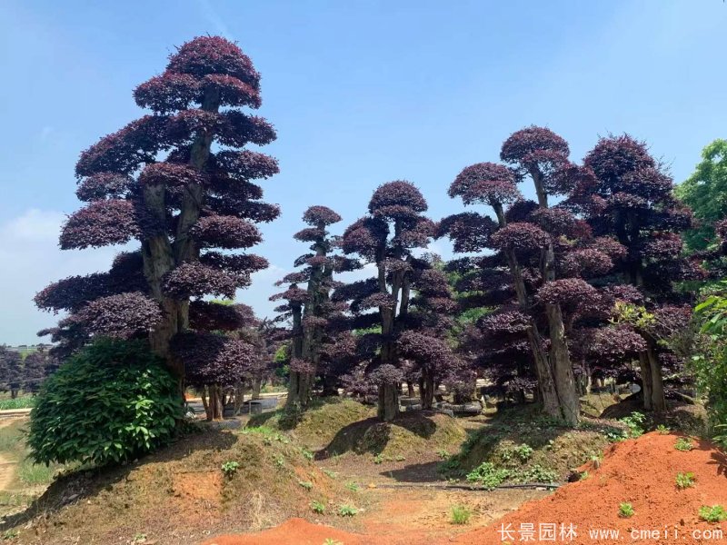 造型紅花繼木