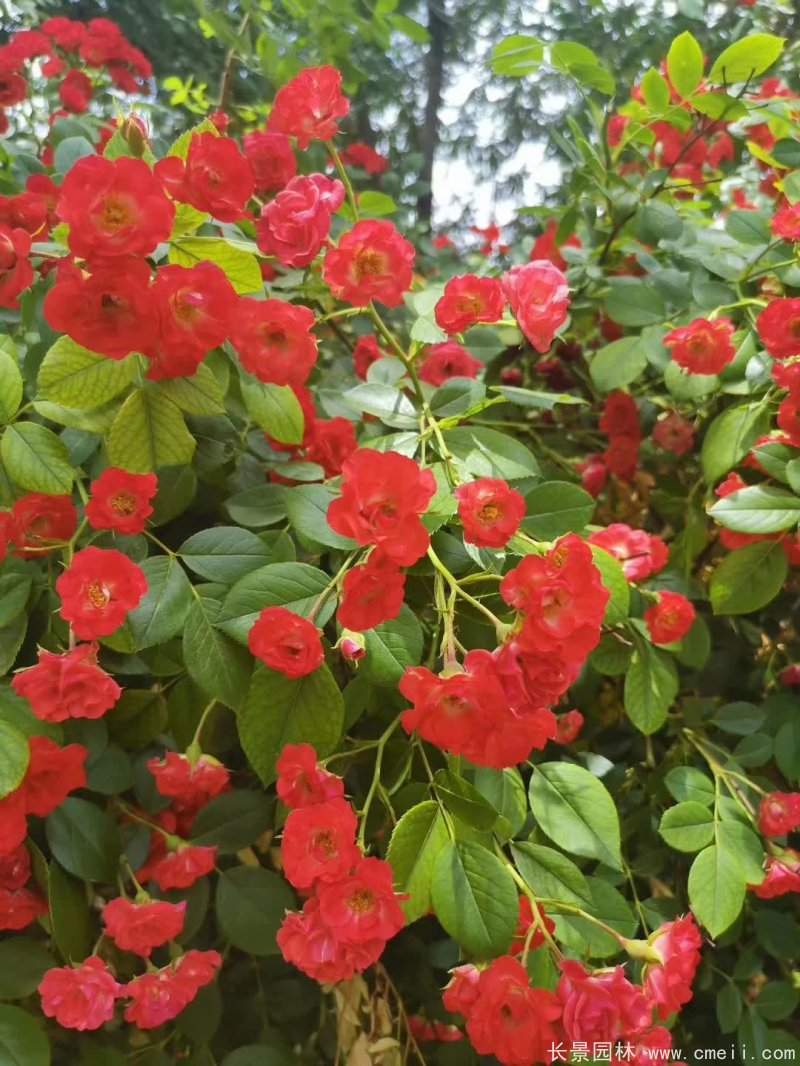 紅花薔薇開(kāi)花效果圖花墻