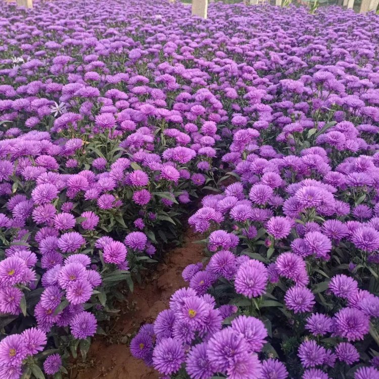 丹麥翠菊荷蘭菊重瓣紫苑