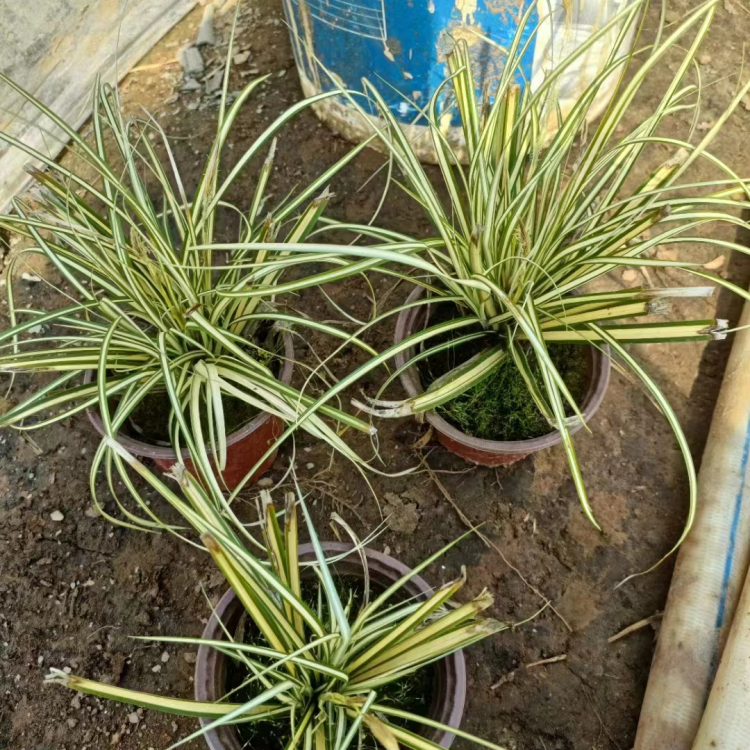 金葉苔草 來自長景園林