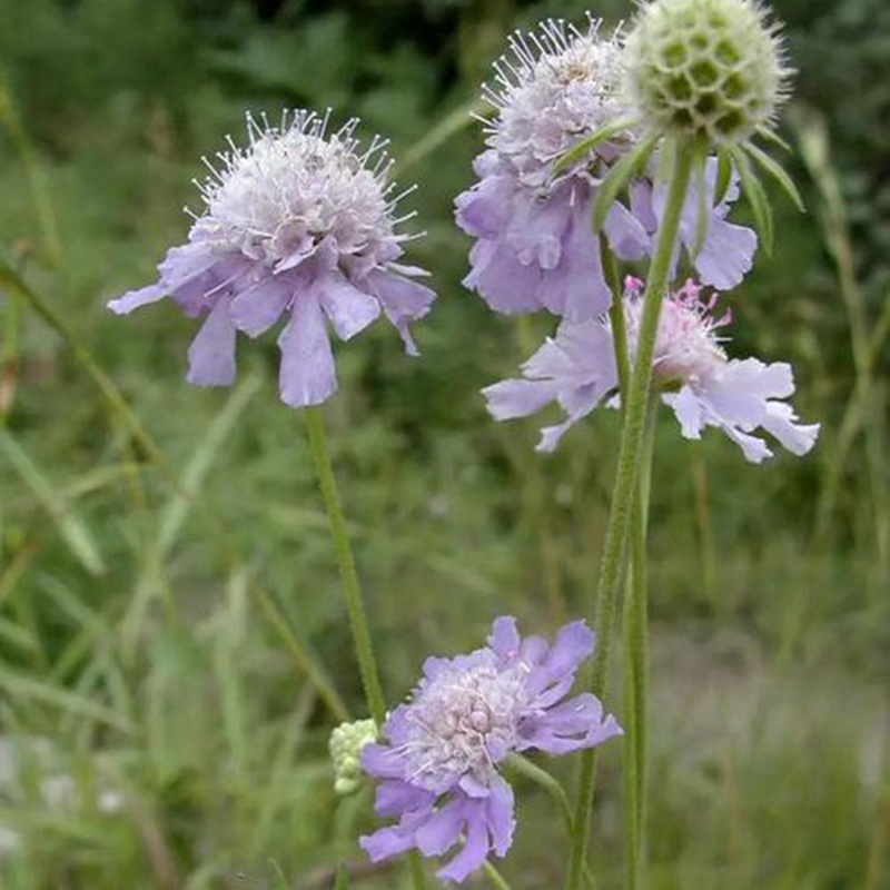 輪峰菊的形態特征、生長習性及種植方法